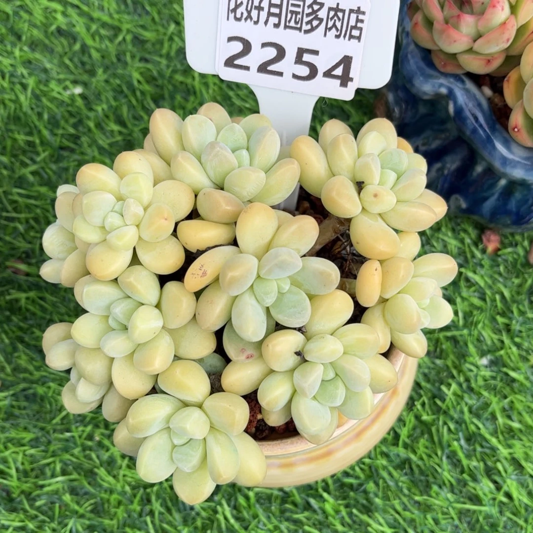 C***没多肉植物2254不带盆寄养