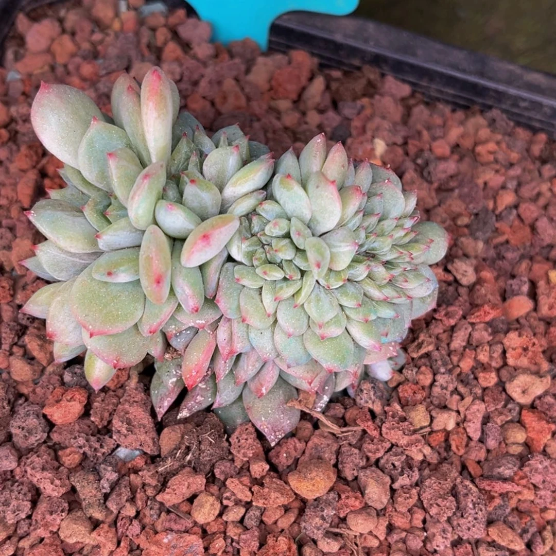 1212号晚上多肉植物群生多肉植物