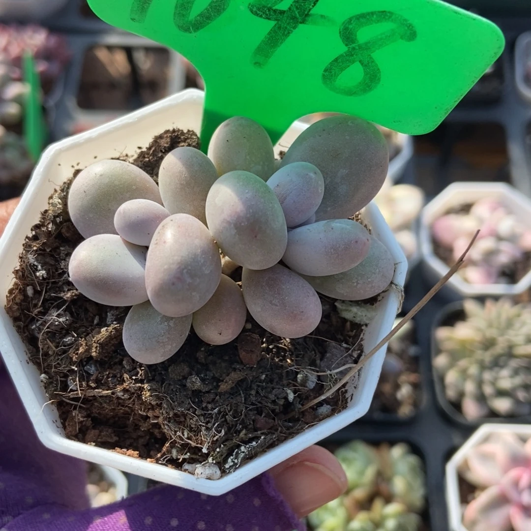 1648奶酪多肉植物多肉