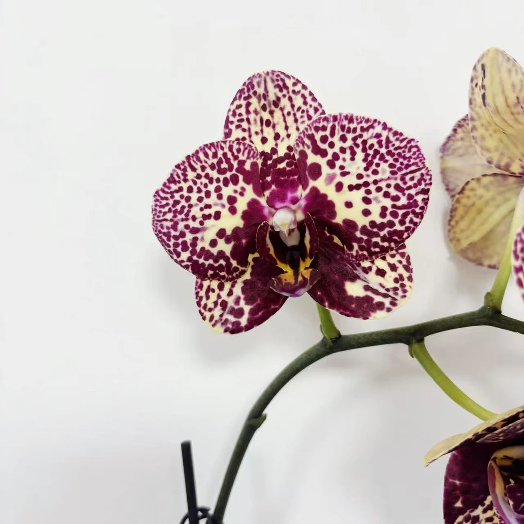 【美洲豹】花不晚蝴蝶兰  室内花  高端美观花期长蜡质花香味