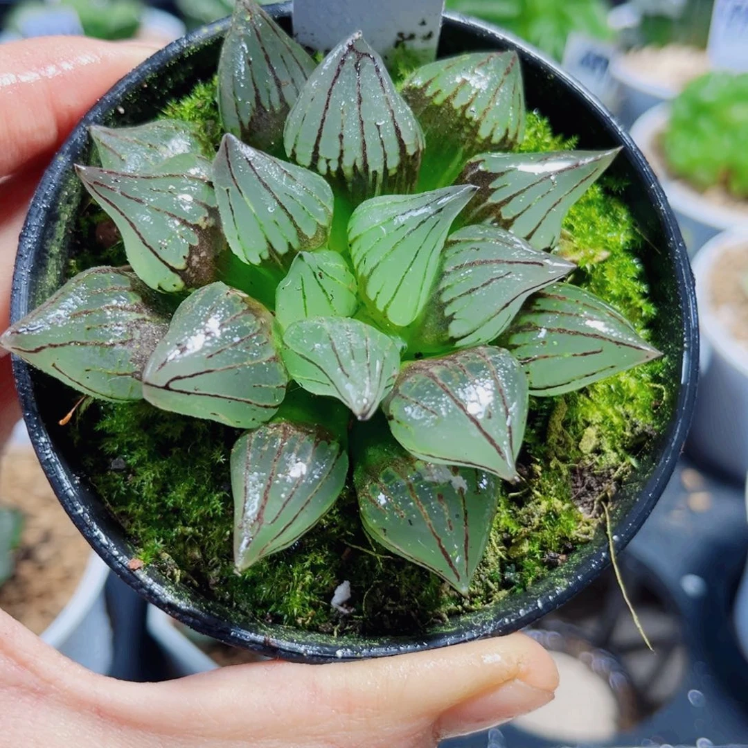 西瓜寿多肉植物6666