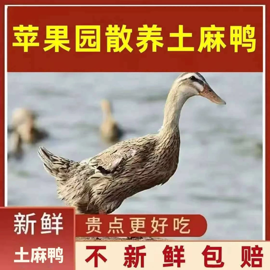 净重10斤【买2只送2只】发4只农家散养老麻鸭带头掌翅整只不带内脏