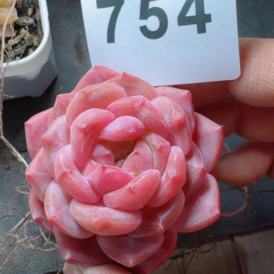 冰魄         多肉植物