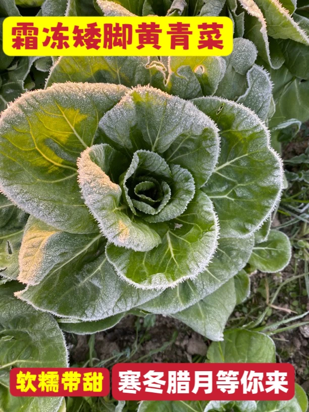 农家霜冻青菜矮脚黄软糯带甜猪油炒更香甜糯