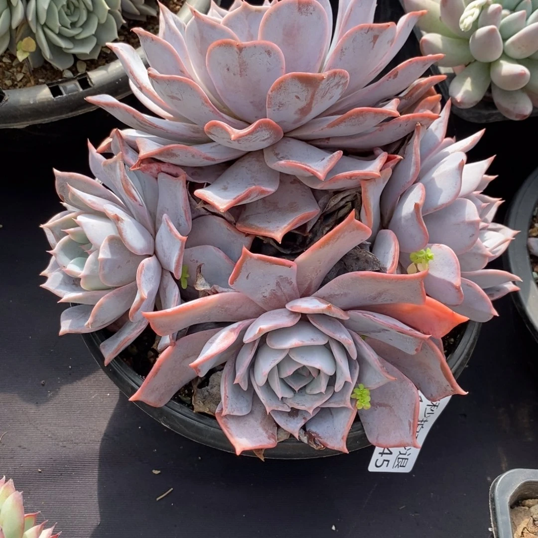 两单包邮1122-45路西娜