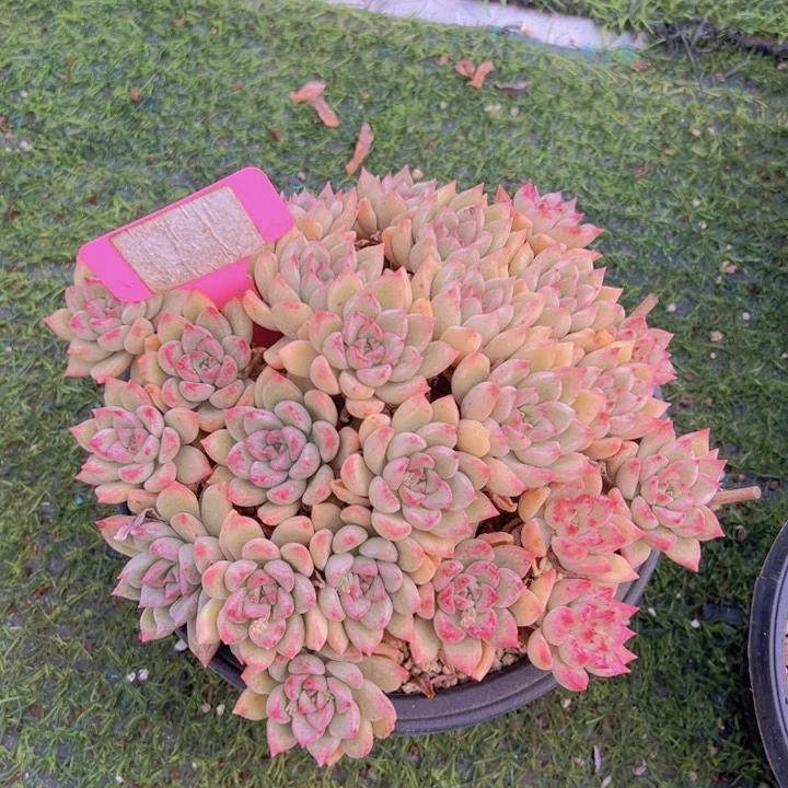 健健康康平平安安