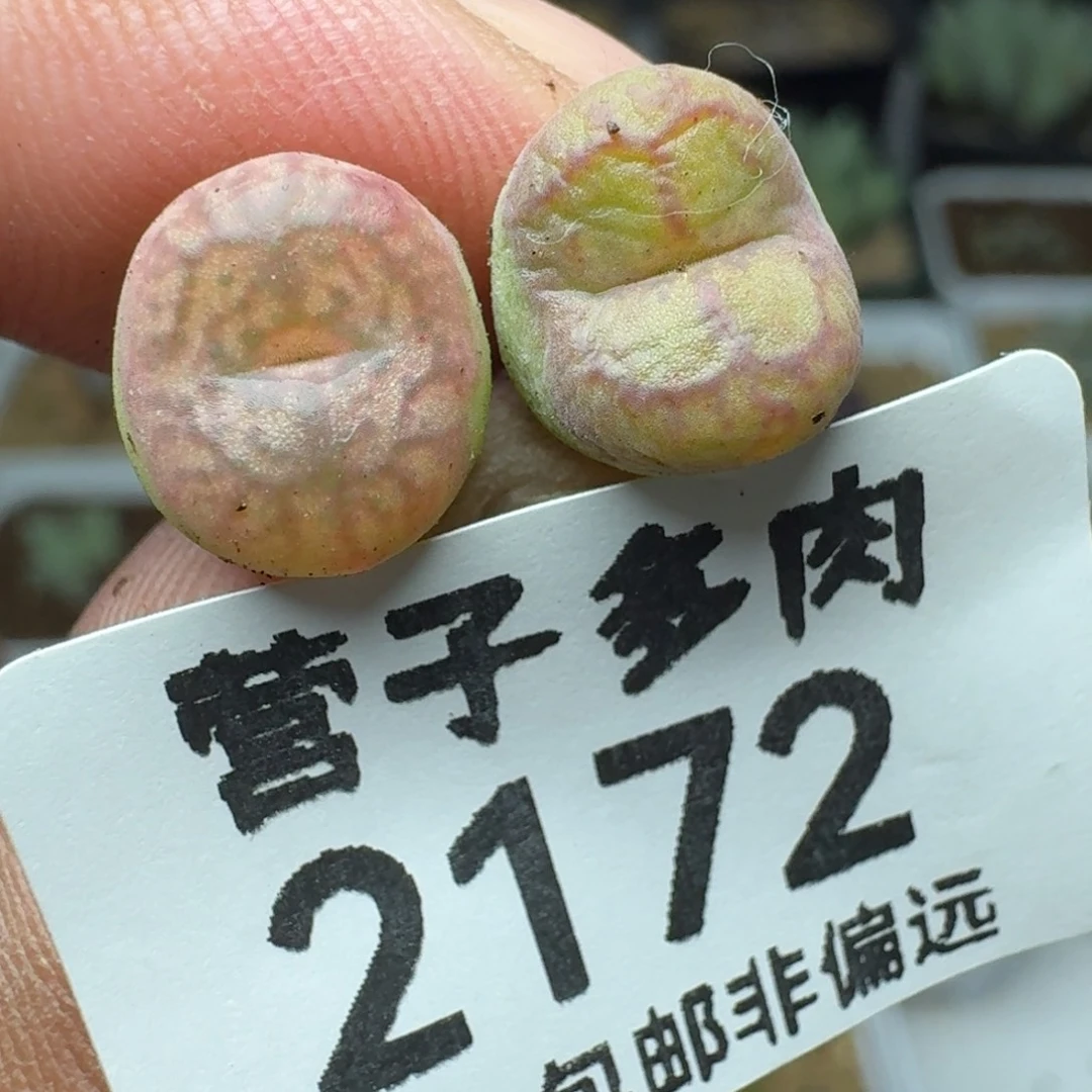 毛杂。