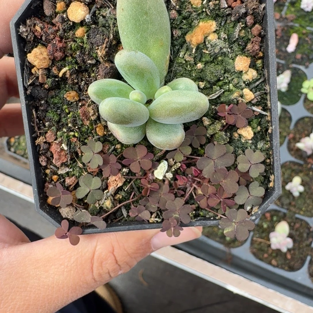 绿体烟花 叶插  一物一拍