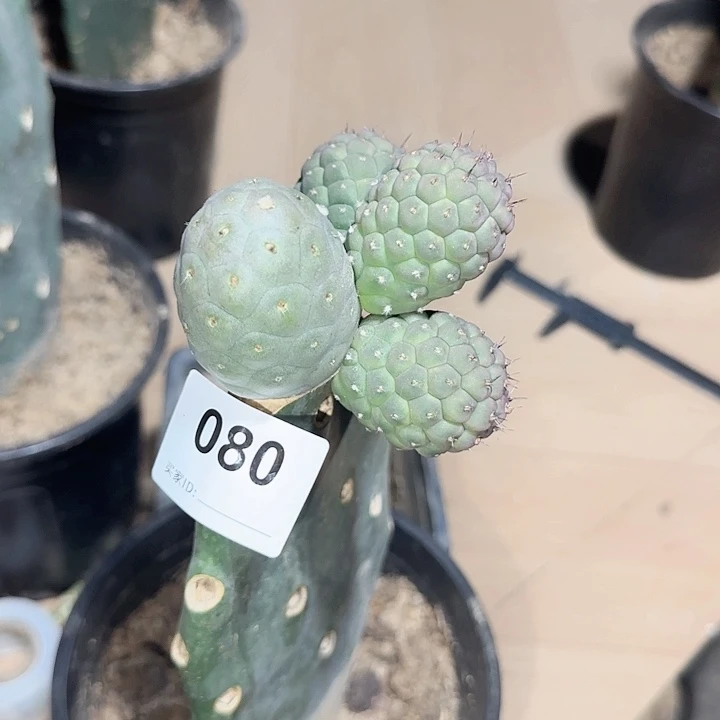 优选月球坑这次侧芽嫁接080