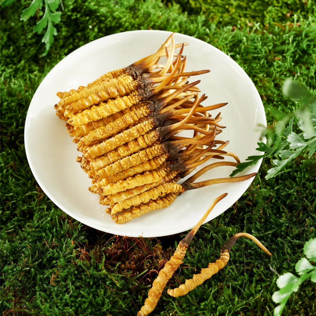 【严选虫草】0.9-1.1克/根-鲜草季头茬鲜草-2025年头期新鲜冬虫夏草