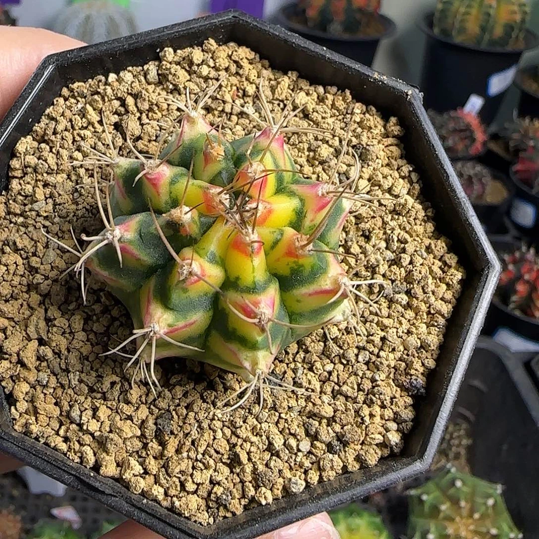 泰系名品侧芽花田