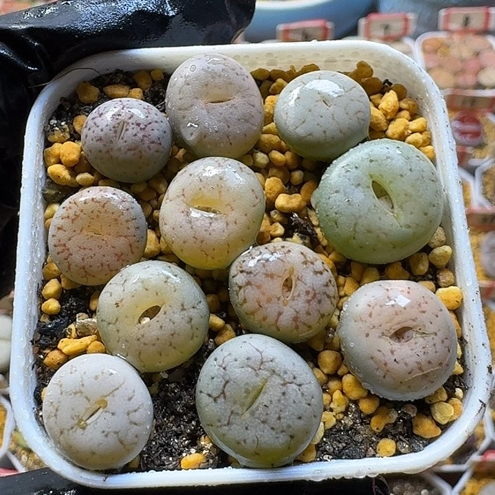 生石花2:：：。在。 26号