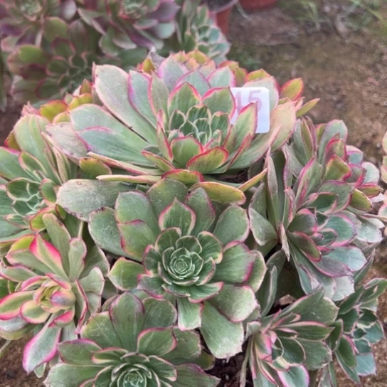 345莲花座多肉zhizitai