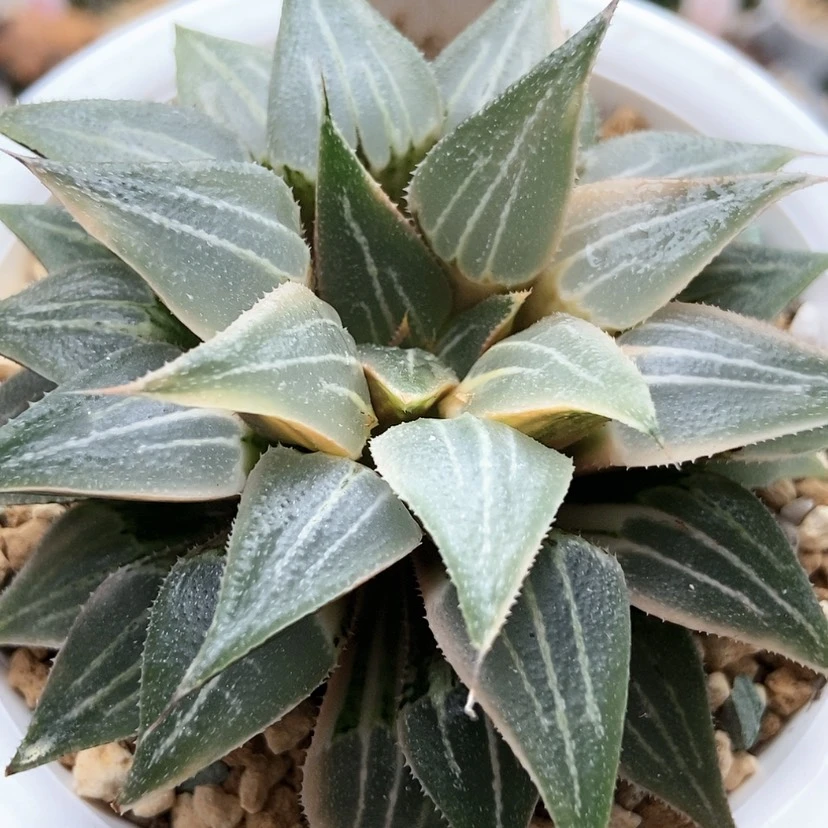 【闪购商品】貳*大白鲨锦3