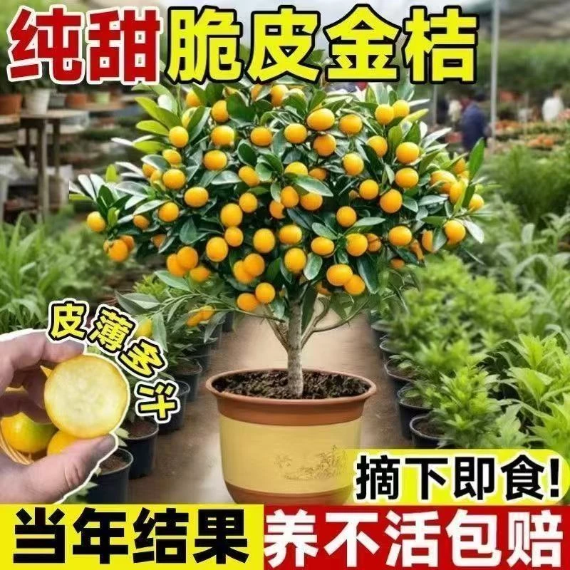 正宗广西融安一代二代三代四代金桔树苗原盆原土带果原产地发货