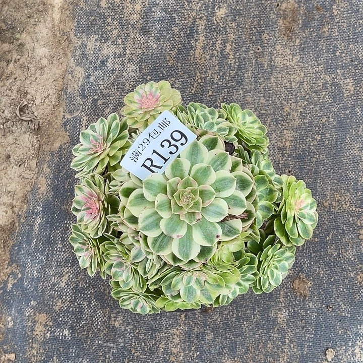 139半糖荔枝多肉植物