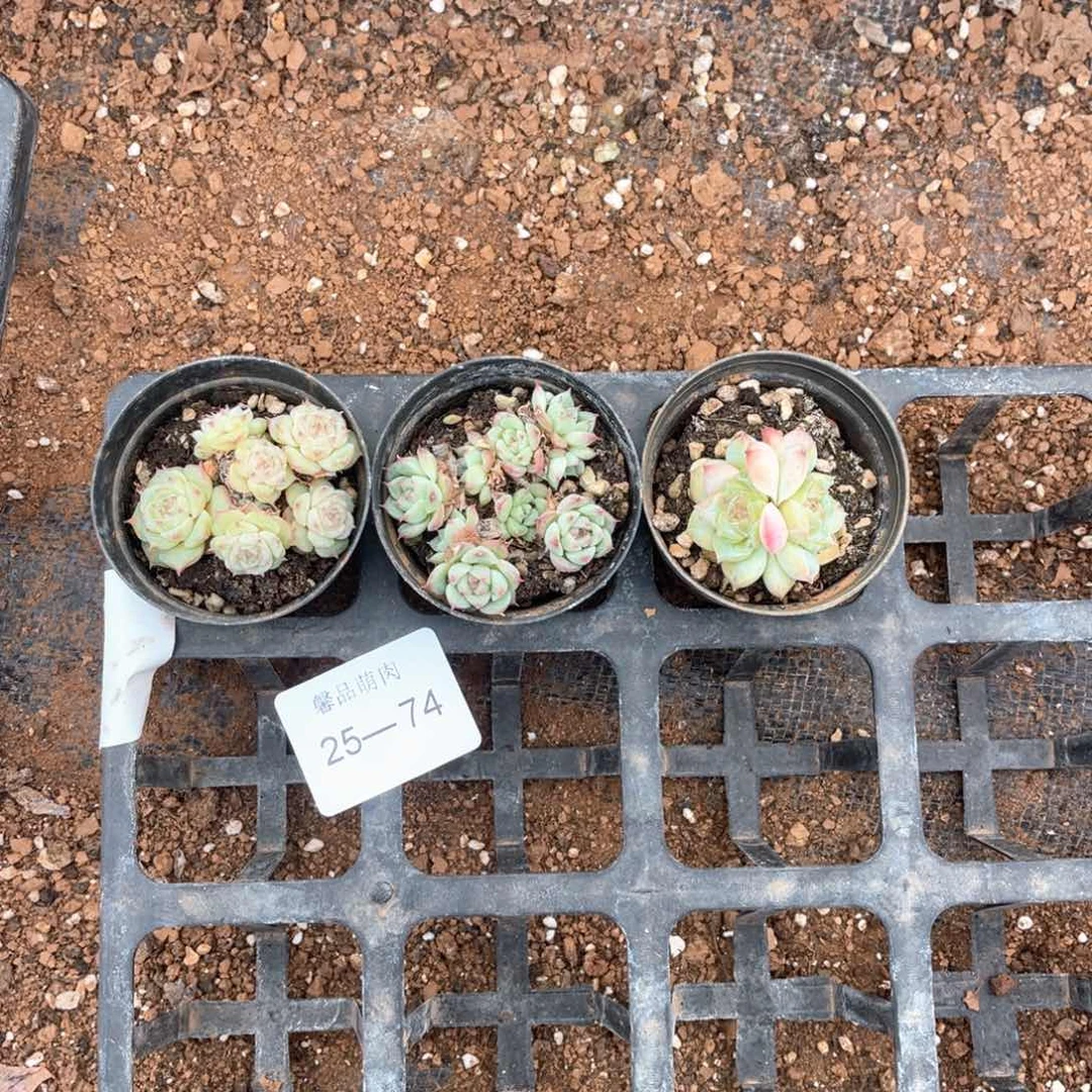 十七亩一物一拍25-74