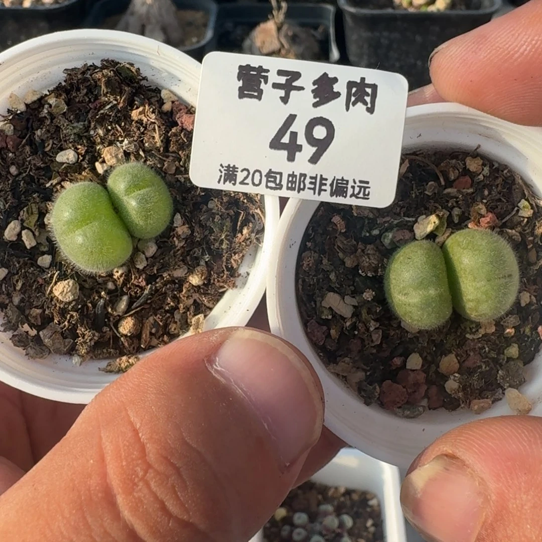 长毛翠带盆土。