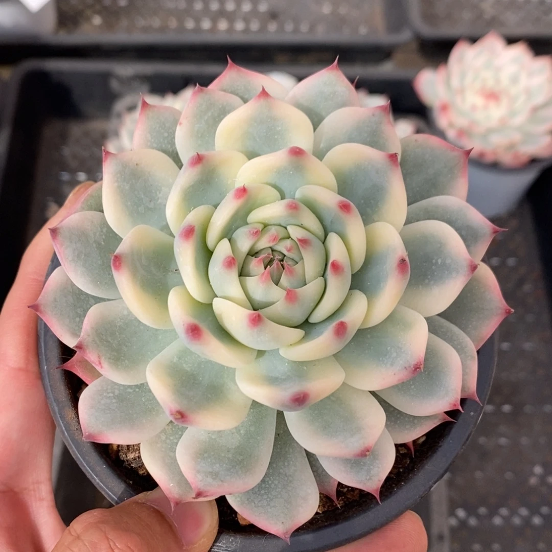 吉娃娃锦多肉植物A288