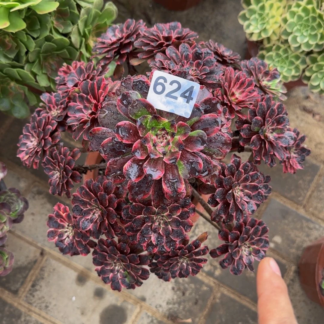 泰***花火烧云花脸624