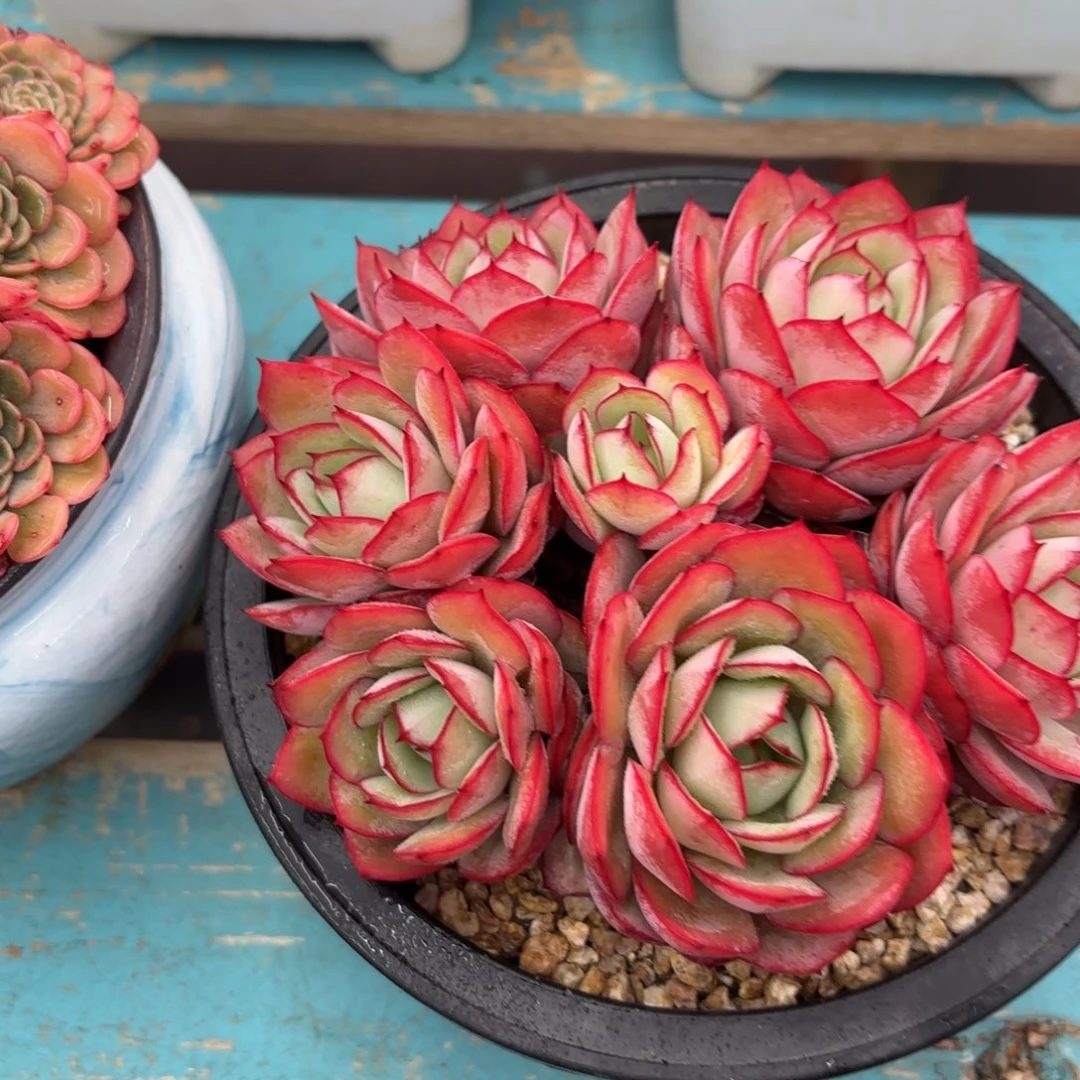 牡丹亭多肉植物nnmmmm