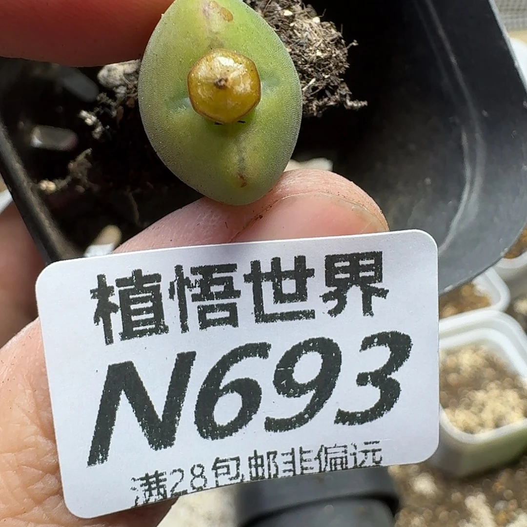 多肉植物的人生fgh