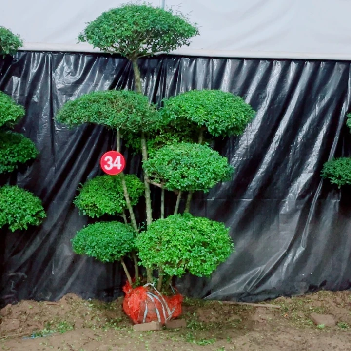 无花朵一物一拍一对一对