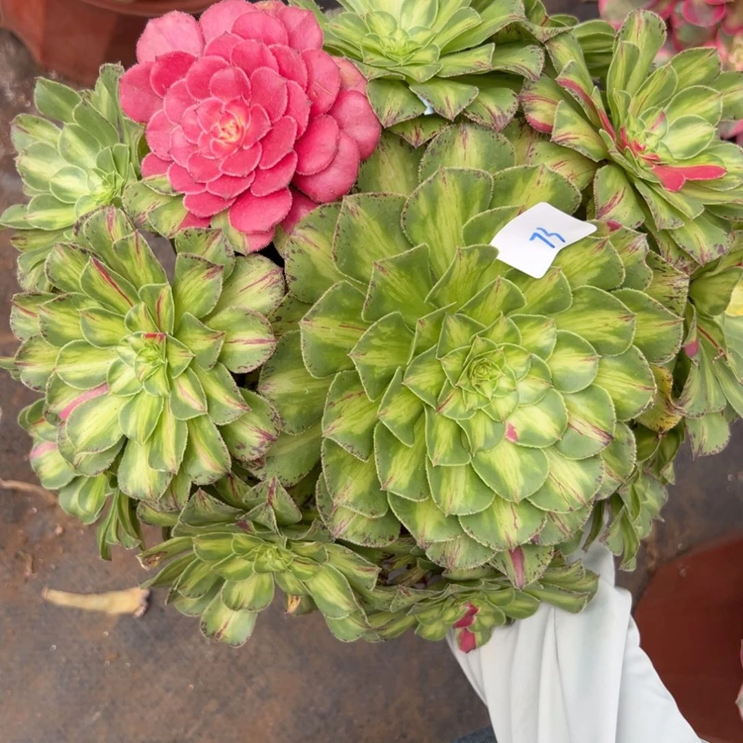 73知否多肉植物系