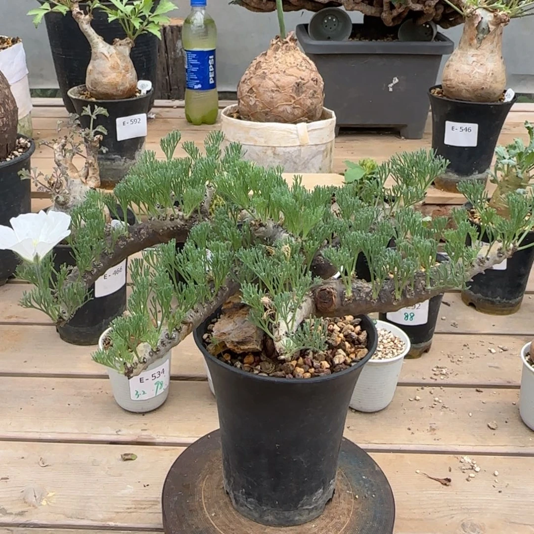 350黑皮月界块根植物