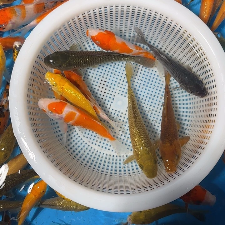 菡***萏海水鱼锦鲤的故事是