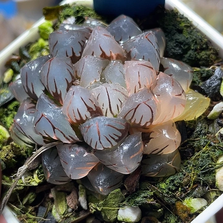 678水中虐锦特选福利