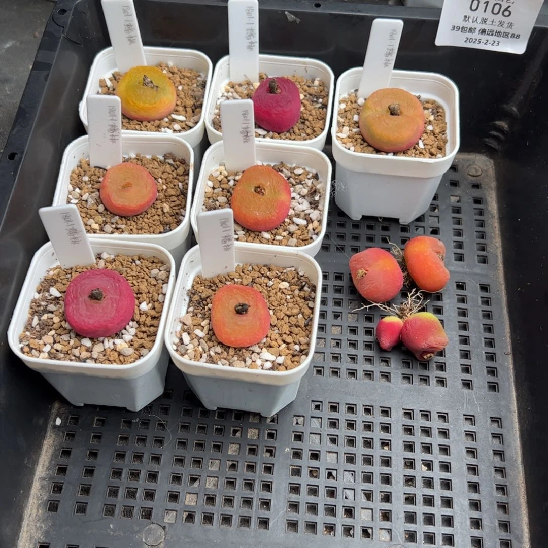 生****糖0106号 10颗 多肉植物