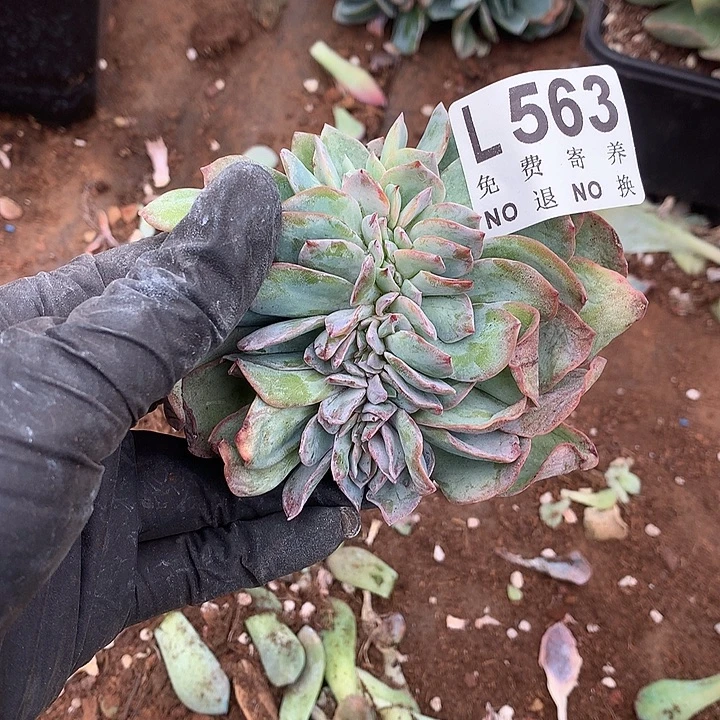 白凤缀化 多肉植物9.27号左右发