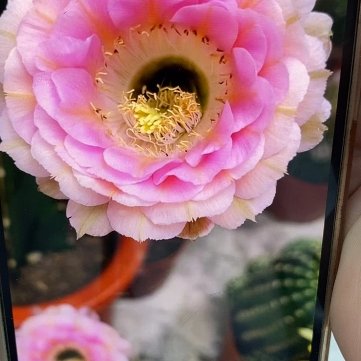 香香520带根5公分左右