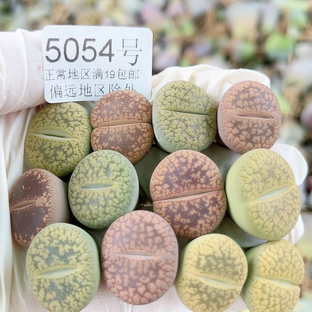 5054 好养易活生石花大母本12个
