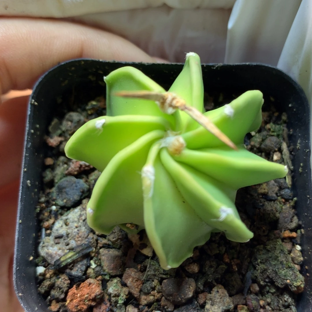 实生 黄体 水牛角 3公分起发