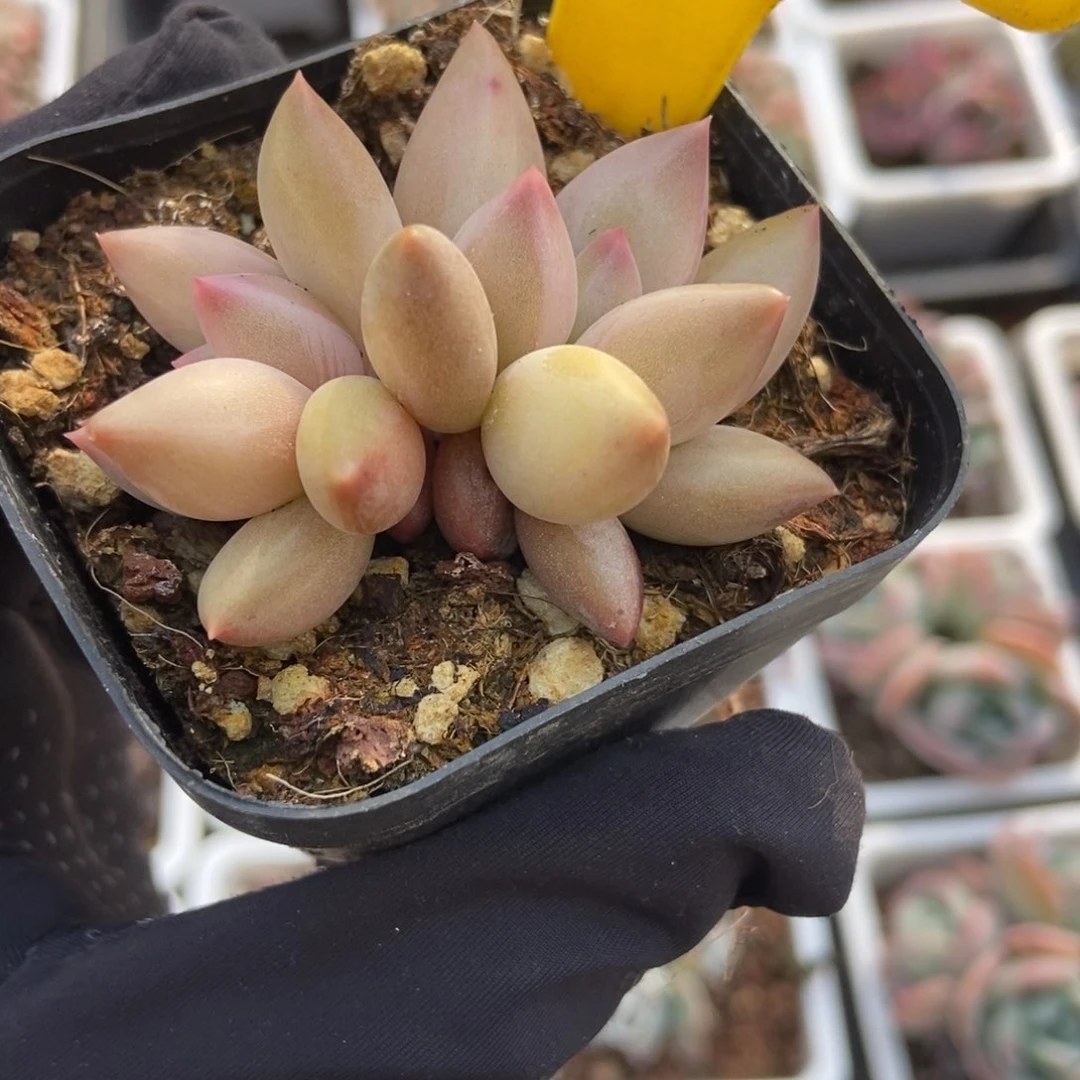 1102水晶球多肉植物