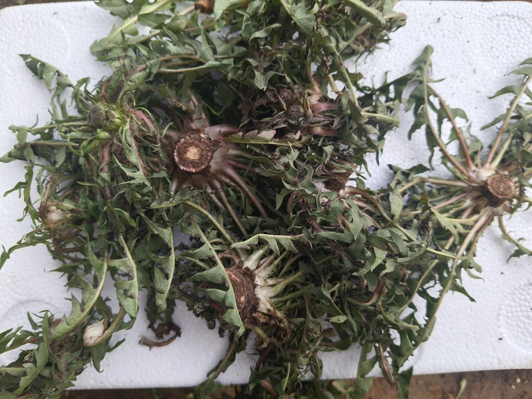 新鲜陆地蒲公英婆婆丁现挖现卖二斤包邮农场直发