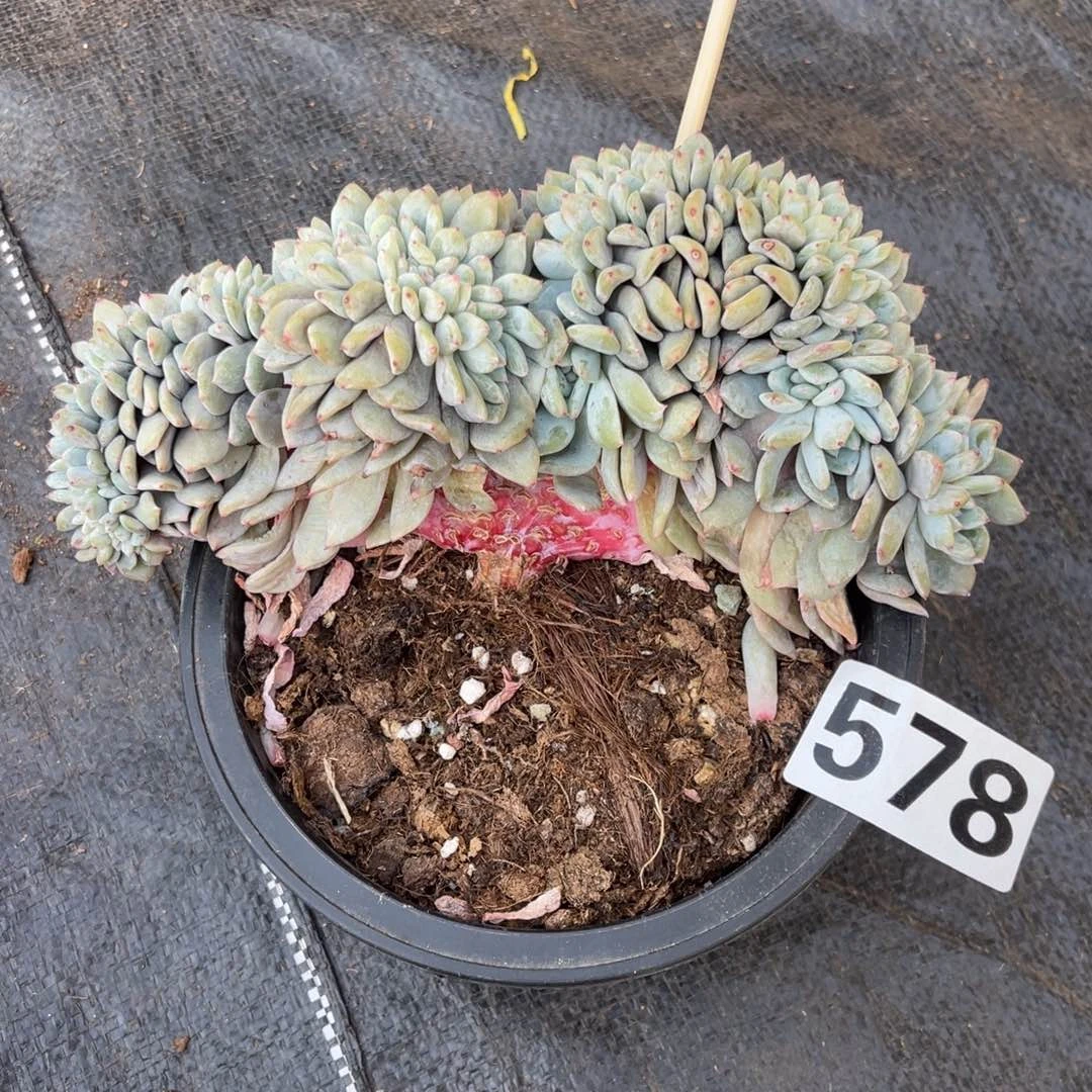 一***界578号144558999999