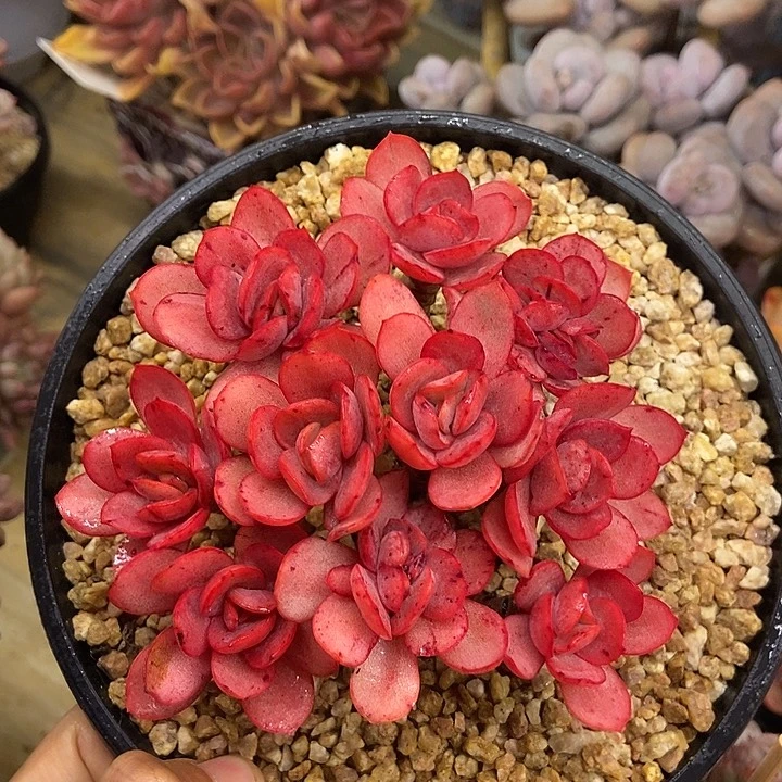 多肉植物一物一拍