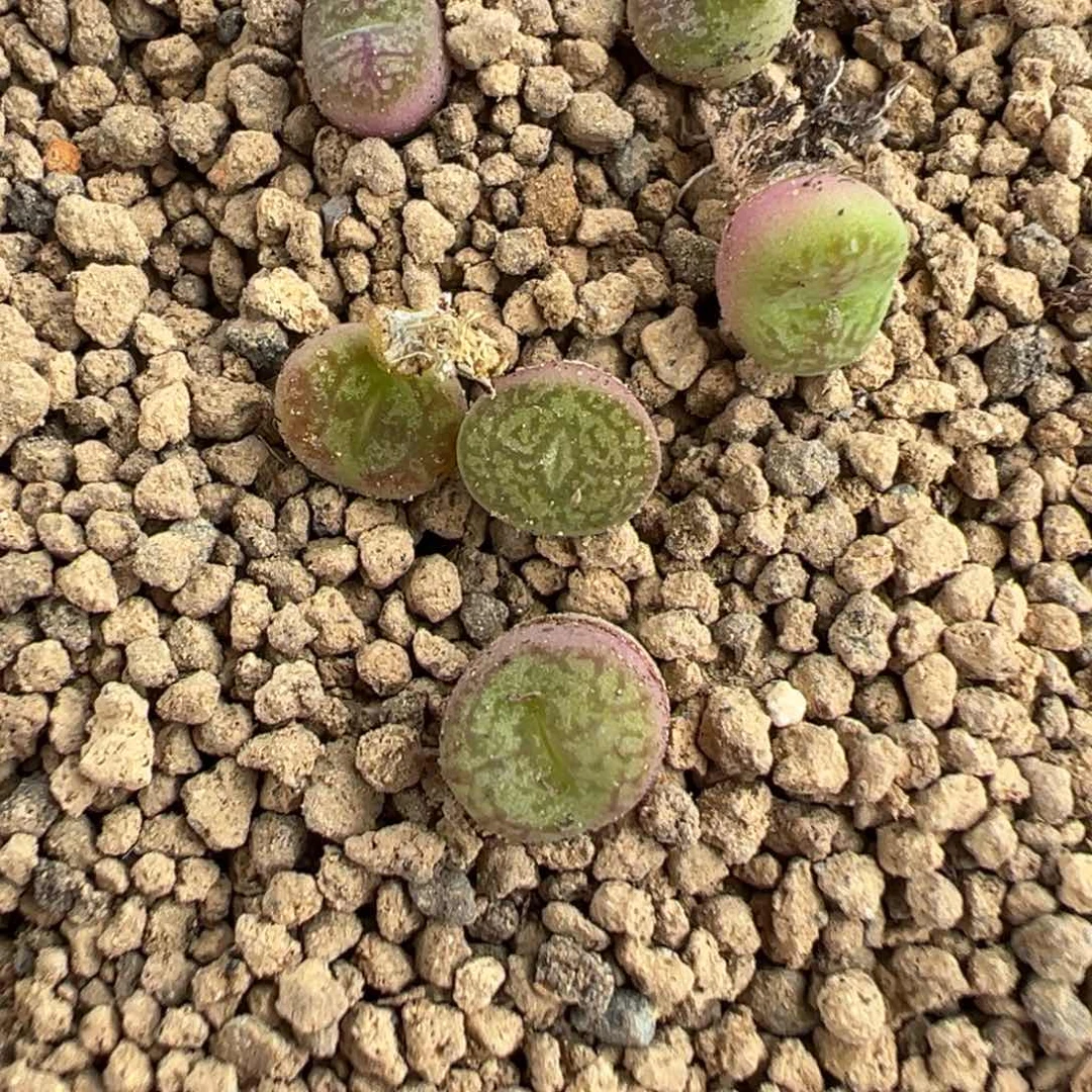 13-85量拍毛杂墨一颗