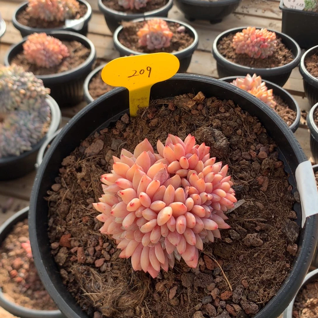 8.5厘米溏心雪天使缀 无砍 209