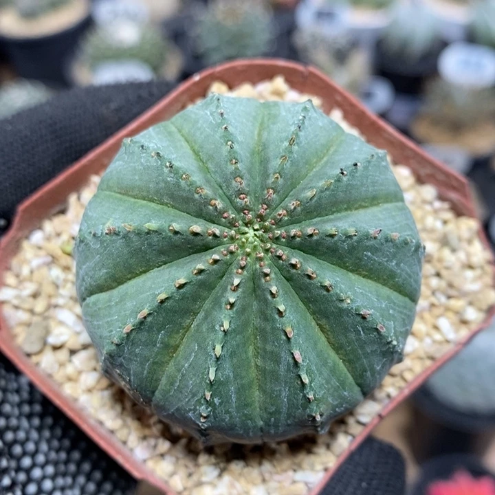 泰系布纹球205号5cm