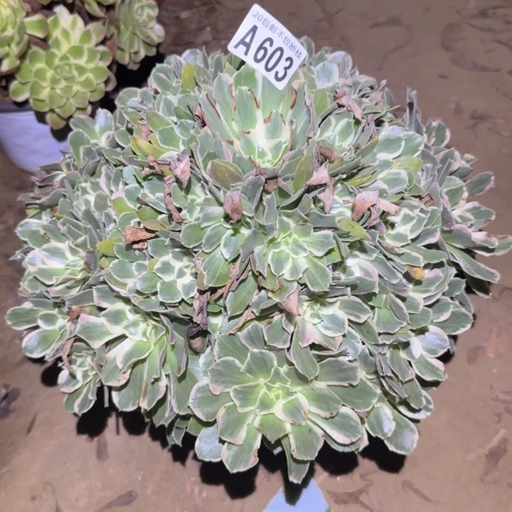 青丝……不包断枝……多肉植物