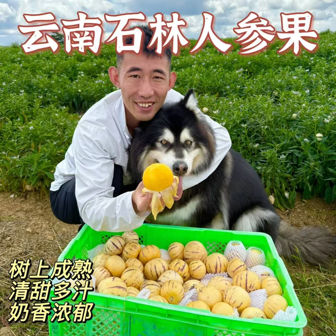 【七月家惊喜福袋】云南石林风化石人参果净重3斤