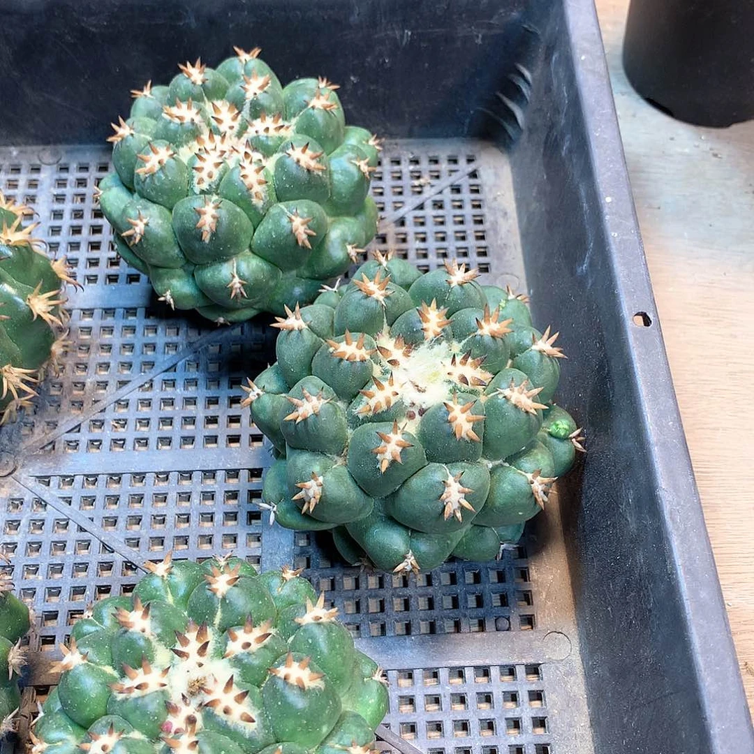 獠牙没根一颗