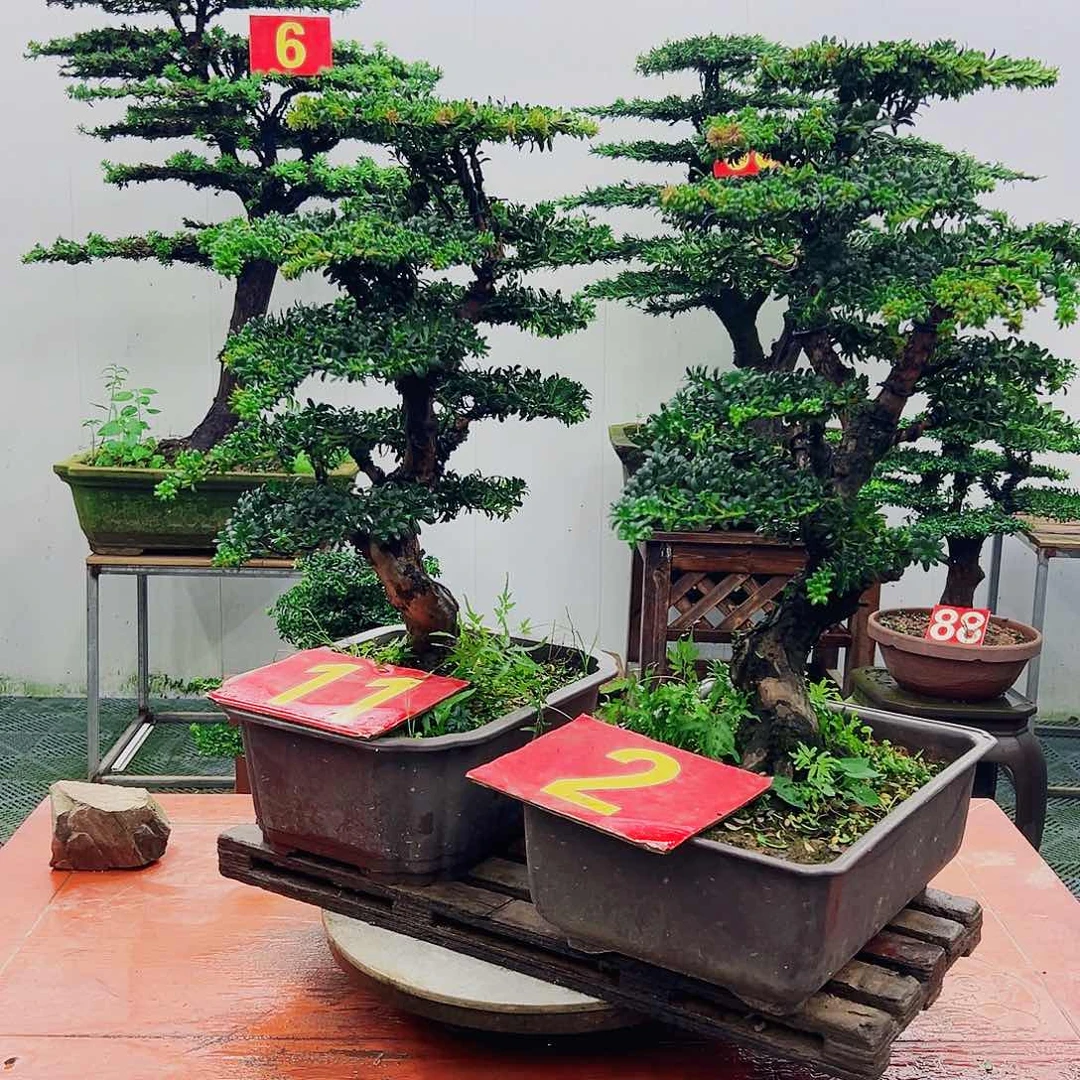 不开花植物罗汉松