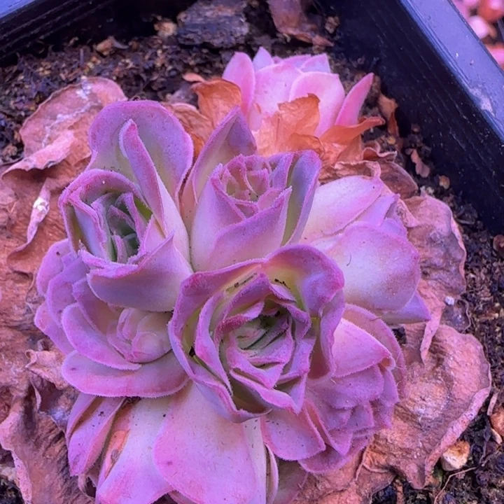 福利254255568666966699699