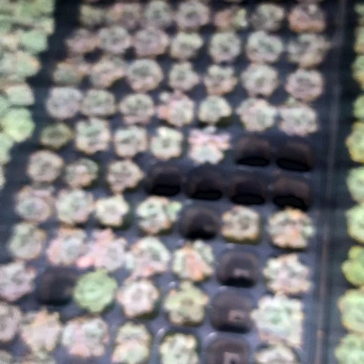 八颗不同长生草，满8.8包邮发货