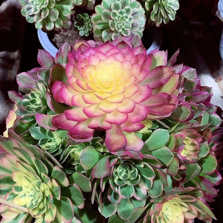 海王捧花，有点weixia